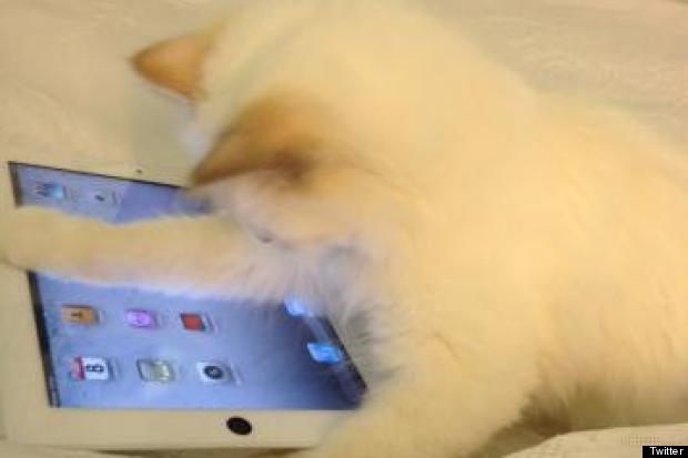 choupette karl lagerfeld cat
