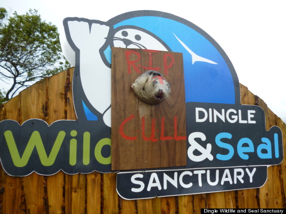 dingle wildlife and seal sanctuary