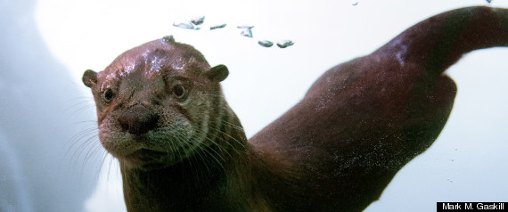 Baby Otters Detroit