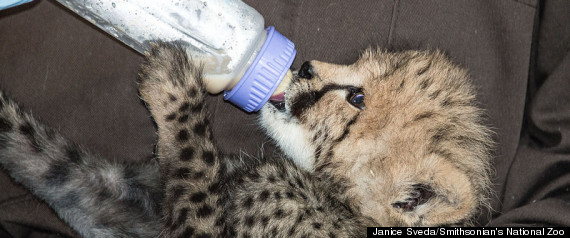 Cheetah