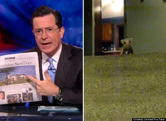 http://urls.re/S3R .WATCH: Colbert Takes On 'The New York Times' & That Tiny Pig You Love