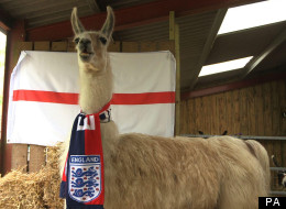 Psychic Llama Predicts England To Win Euro 2012