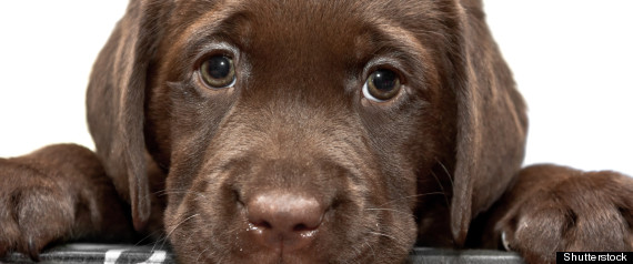 Dog Sad When Owner Sad? Study Shows Pets' Reaction To Human Tears