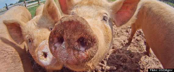 Organic Meat Parasite