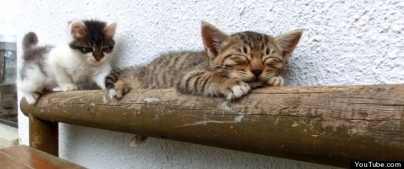 Sleepy Cat Wake Up Attempt