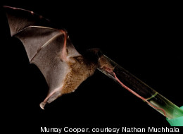 Bat Tongue