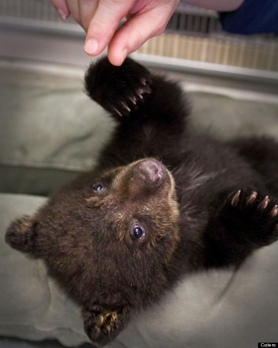 bear