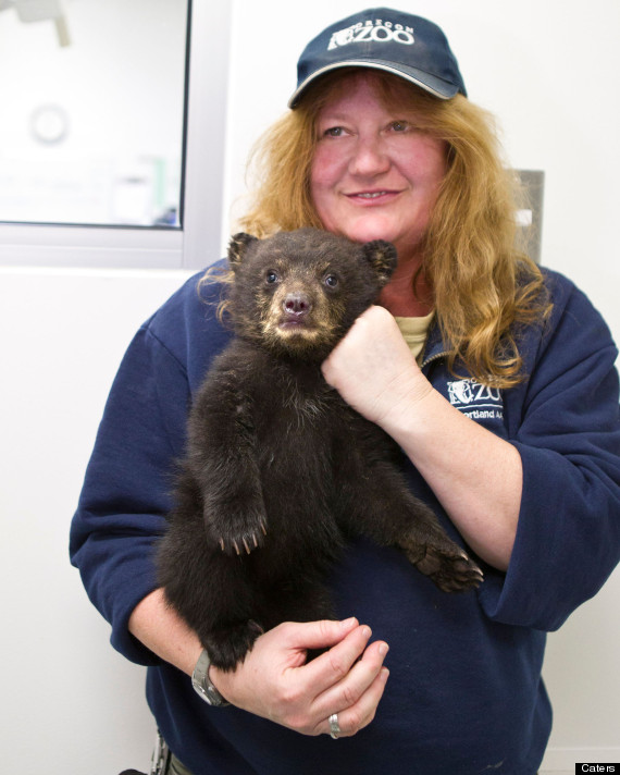 bear