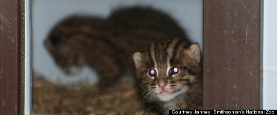 Fishing Cats
