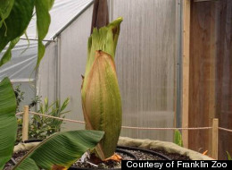 PEE-UUUU! When This Giant Flower Blooms It's Going To Stink Like A Dead Body