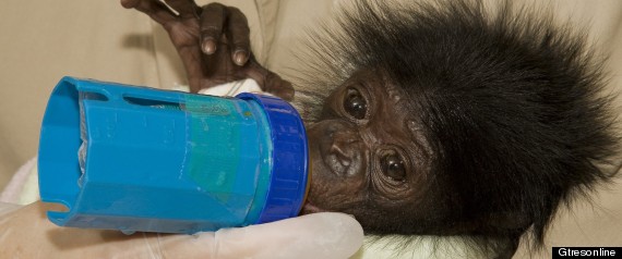 Genoma Bonobo Secuenciado