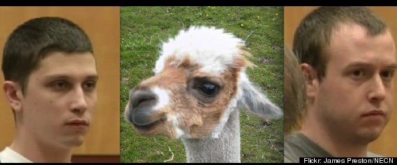 Alpacamurders