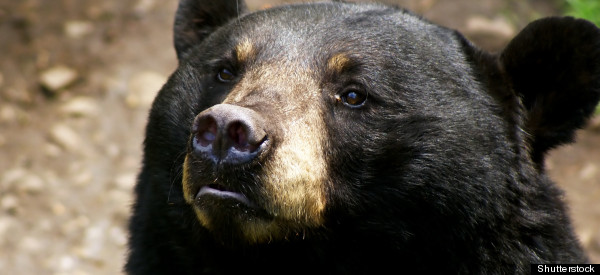 Bears Can 'count' And Compare Numbers, Showing Cognitive Ability 