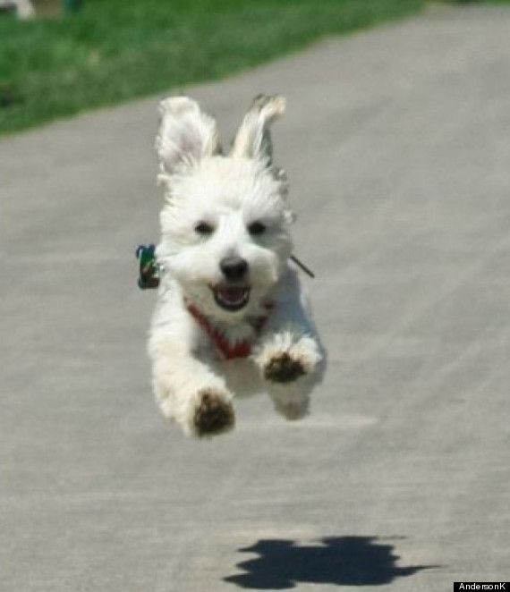 project pet week 3 winner