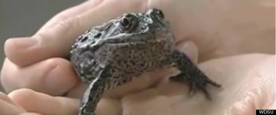 Frogs Causing Controversy