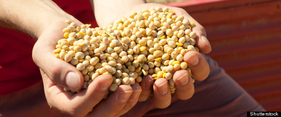 Soybean