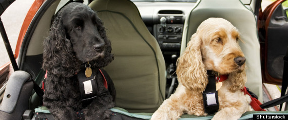 Travelling With Pets