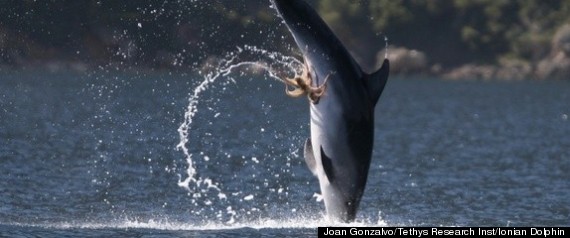 Dolphin Octopus Genitals