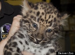 Baby Amur Leopard