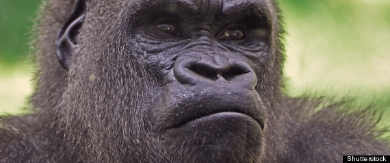 gorilla sound