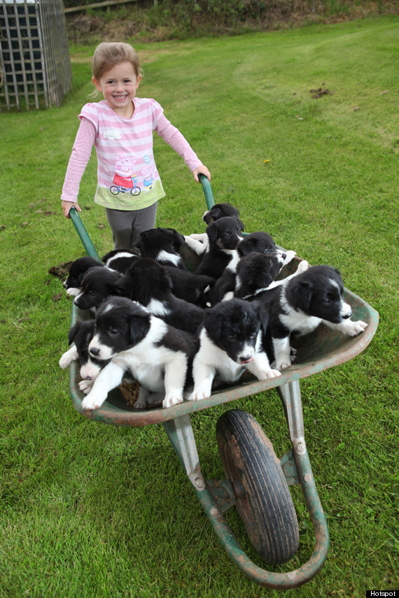 puppy wheelbarrow two
