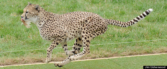 Cheetah Speed