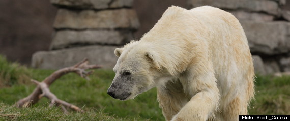 Polar Bear