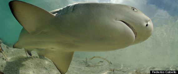 Lemonsharkupclose