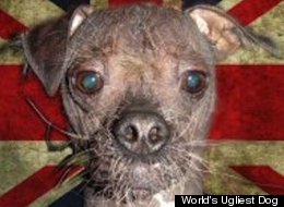 http://i.huffpost.com/gen/658647/thumbs/s-MUGLY-UGLIEST-DOG-large.jpg
