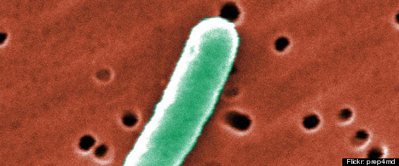 E Coli Outbreak Cdc