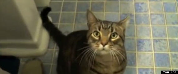 Bob The Cat
