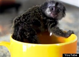 s-TINY-MONKEY-IN-A-CUP-large.jpg