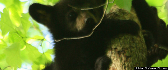 Bear