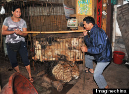 Dog Meat Industry China