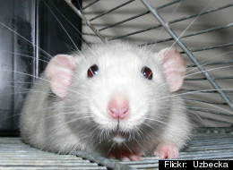 Rats Laugh