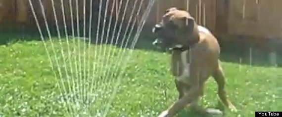 dog sprinkler