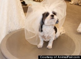 s-PET-WEDDINGS-large.jpg