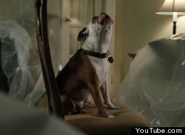 WATCH: Bulldog Covers Adele's 'Rolling In The Deep' 