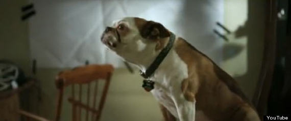 Adele Cover By Dog