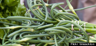 WTF, CSA?: What To Do With Garlic Scapes