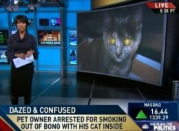 cat smoking bong