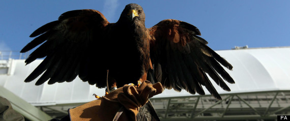Wimbledon Hawk Stolen Rufus