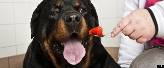 Maxrottweilerstrawberry