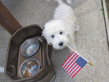 Patriotic Dog