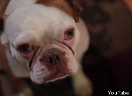 Adorable Puppy Sings Adele! (VIDEO) 