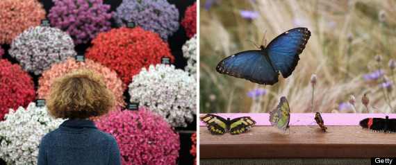 HAMPTONCOURTFLOWERSHOWPREVIEW