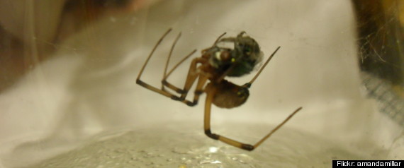 Brown Widow Spider