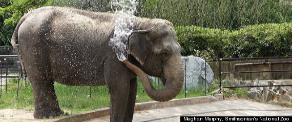 Average Age Of Elephants