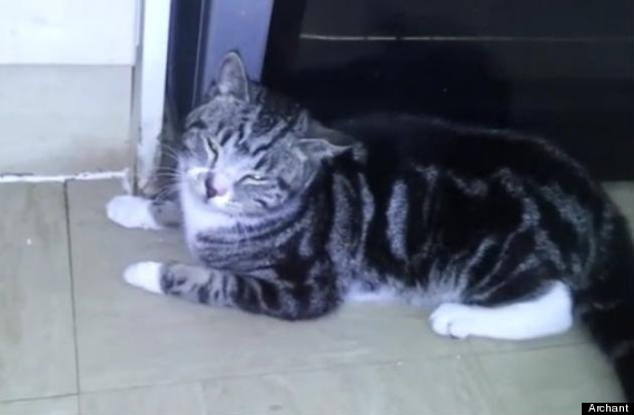 cat in tumble dryer