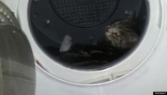 cat in tumble dryer